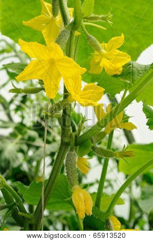 Many Yellow Flowers On Cucumber's Ovaries