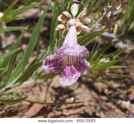 Chilopsis linearis blossom