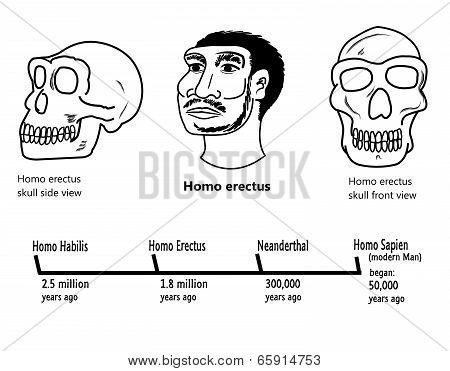 Homo erectus face and skull illustrations