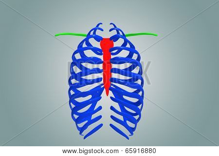 Skeleton Ribs