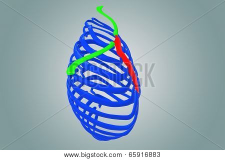 Skeleton Ribs