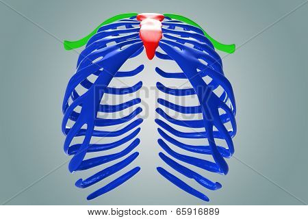 Skeleton Ribs