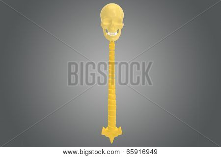 Skull with Vertebral column