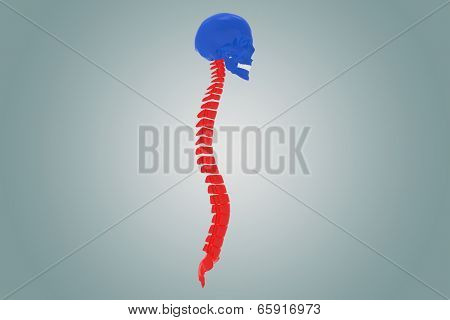 Skull with back bone