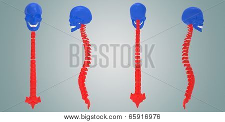 Skull with back bone