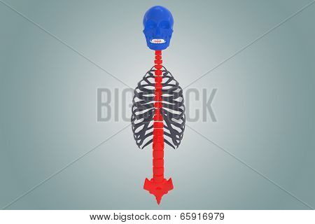Skull with ribs
