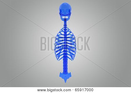 Skull with ribs