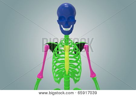 Skull with ribs