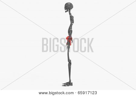 Pelvic hip