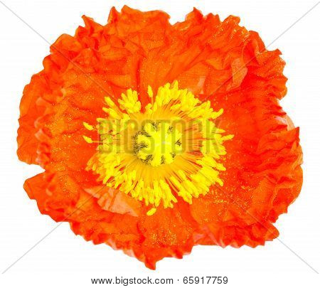 Orange Poppy Flower