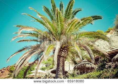 Palm trees and lush vegetation on a background of blue sky on the island of Ibiza, Europe.