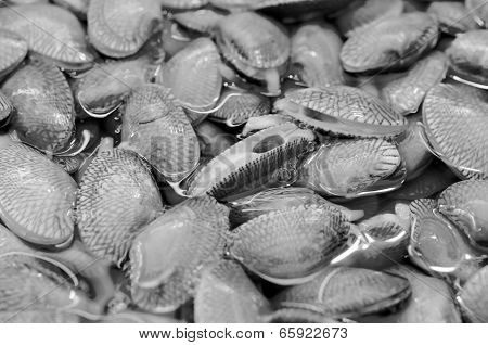 Clam Black Color