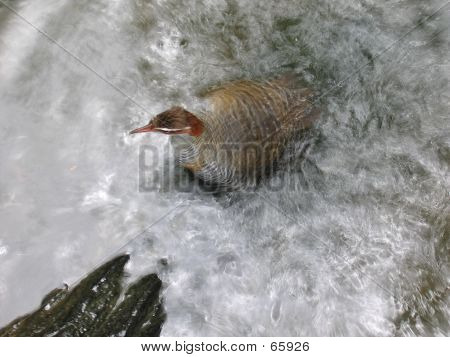 Buff-Banded Rail