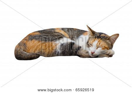 Sleeping Cat