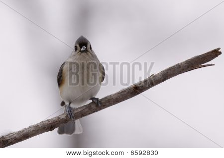 Potápivých Titmouse