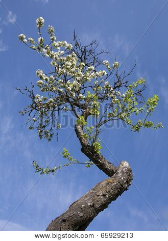 Spring. Blooming Apple Trees