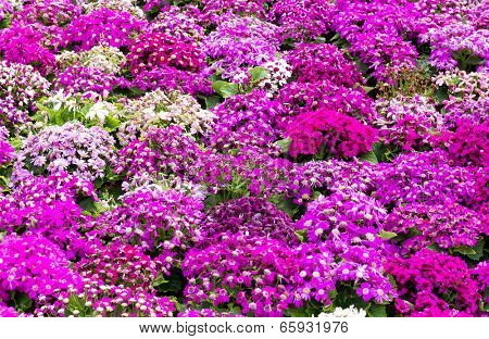 Purple cineraria