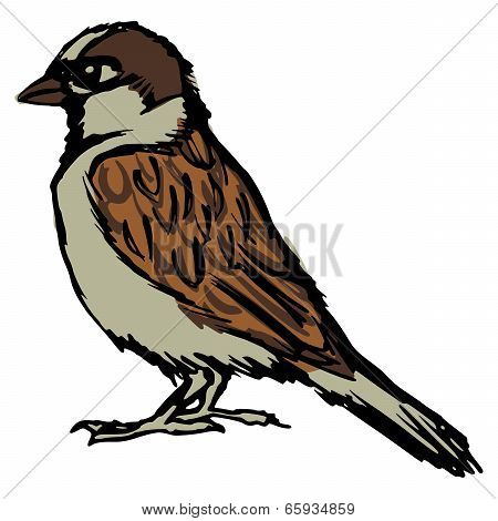 Sparrow