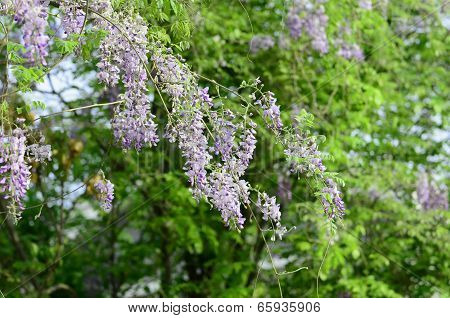Wisteria