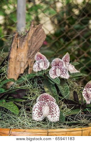 Paphiopedilum Orchid.