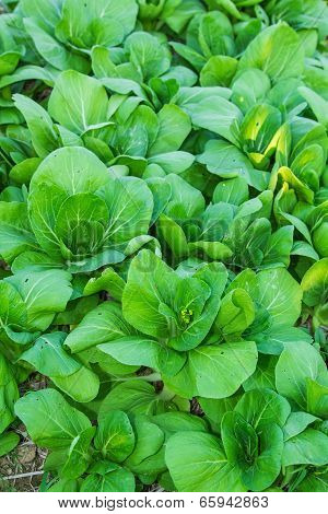 Bok choy (chinese cabbage) .