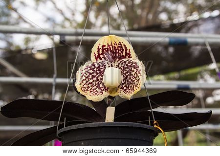 Paphiopedilum Orchid in a flower pot