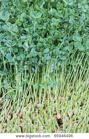 Seedlings Of Pea Seeds, Snow Pea Sprouts.
