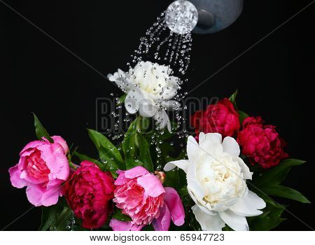 Water can watering flowers on black background