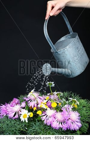 Water can watering flowers on black background