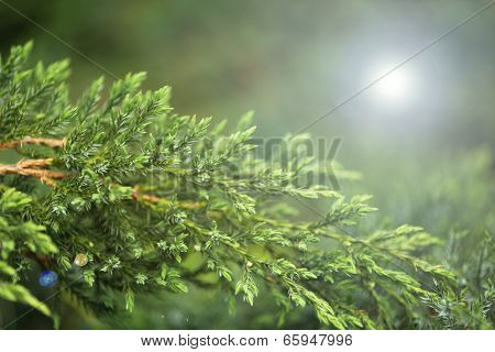 Green plant, outdoors