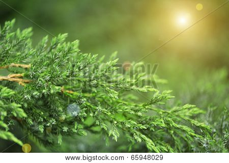 Green plant, outdoors