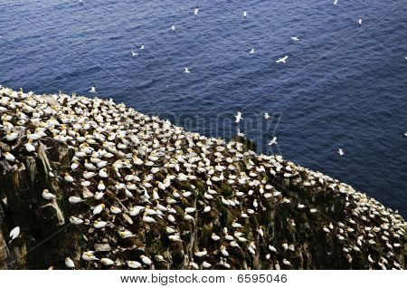 พันธุ์นก gannets ที่เคปเซนต์มารีย์ระบบนิเวศ