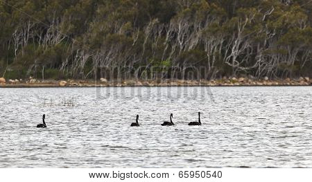 Black Swans. Coila Lake (near Morua) . Nsw. Australia