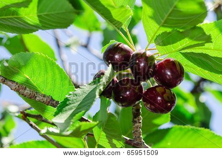 Ripe Juicy Vinous Cherry Big Berries