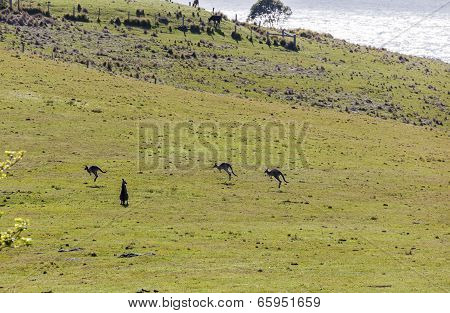Hopping Kangaroos. Bingie (near Morua) . Nsw. Australia