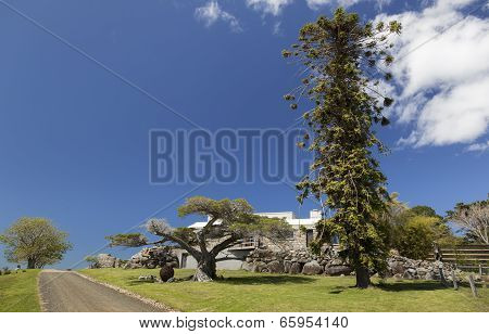 Huge Trees And Country House Bingie (near Morua) . Nsw. Australia