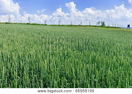 Wheat Field