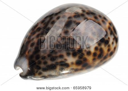 Shell