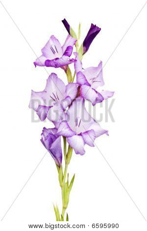 Gladiola