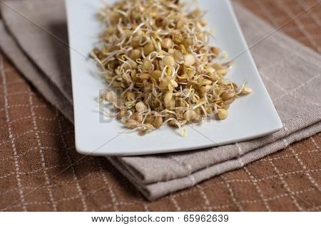 Lentil Sprouds
