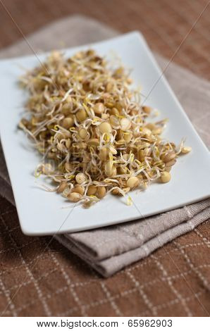 Lentil Sprouds