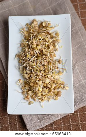 Lentil Sprouds