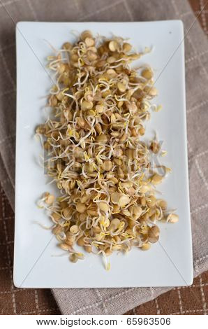 Lentil Sprouds