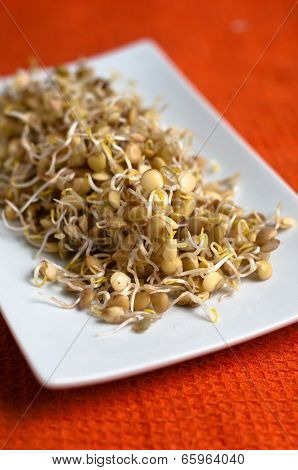 Lentil Sprouds