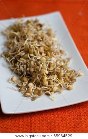 Lentil Sprouds