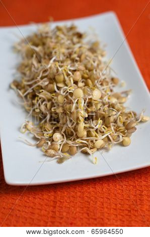 Lentil Sprouds