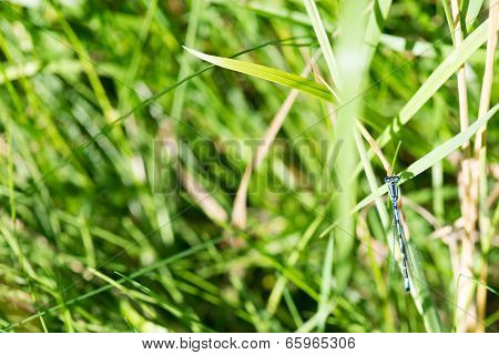 Coenagrion Dragonfly