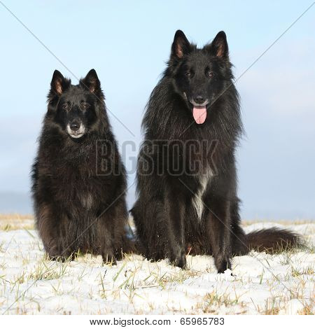 Two Amazing Groenendaels Sitting In Winter