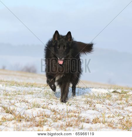 Six Years Old Groenendael Running In Winter