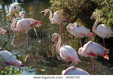 Flamingos